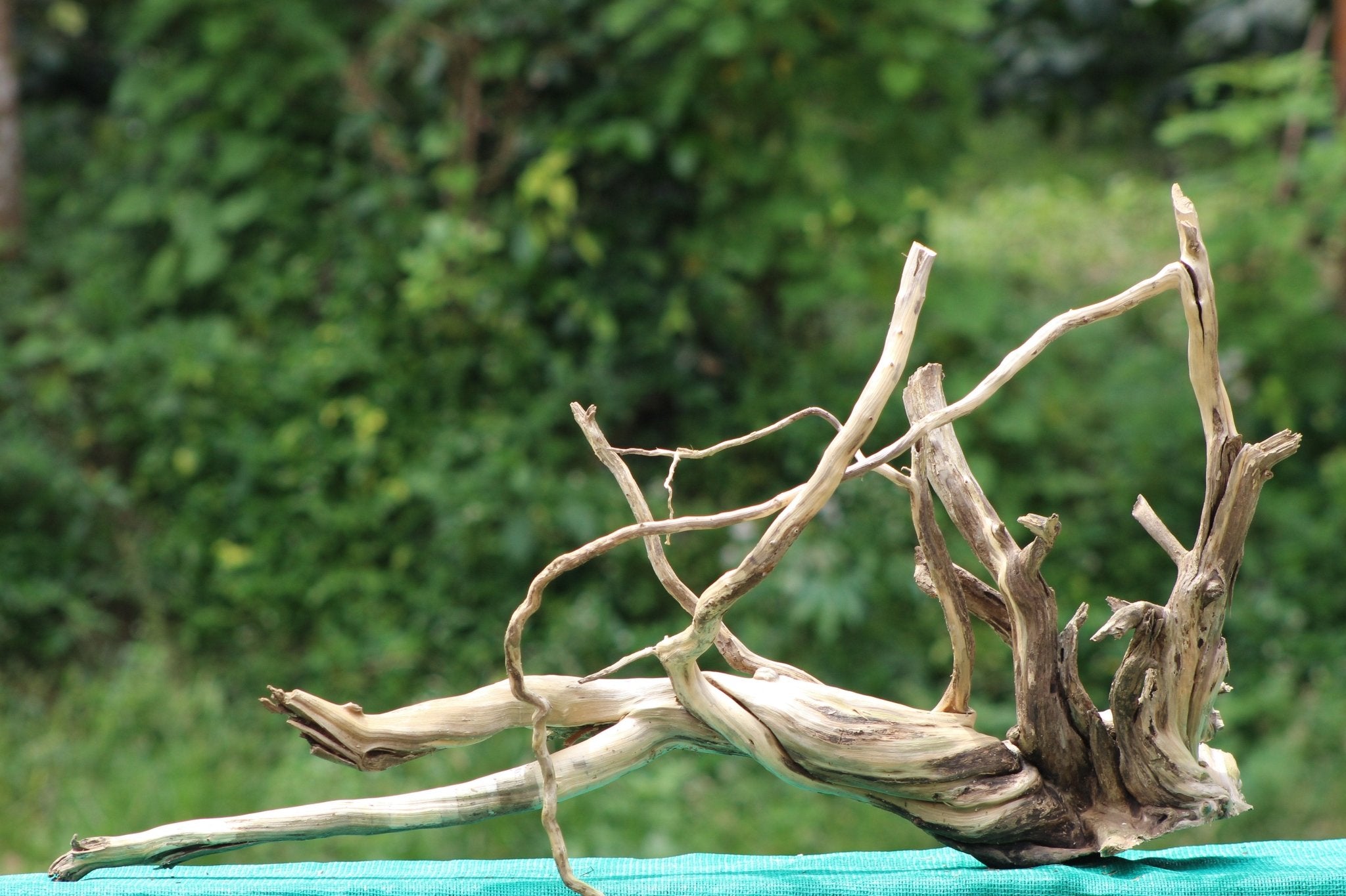 Spiderwood Driftwood Sculpture (36x20 inch) – Ideal for Aquariums, Terrariums, and Home Décor - UNIQUE DRIFTWOOD