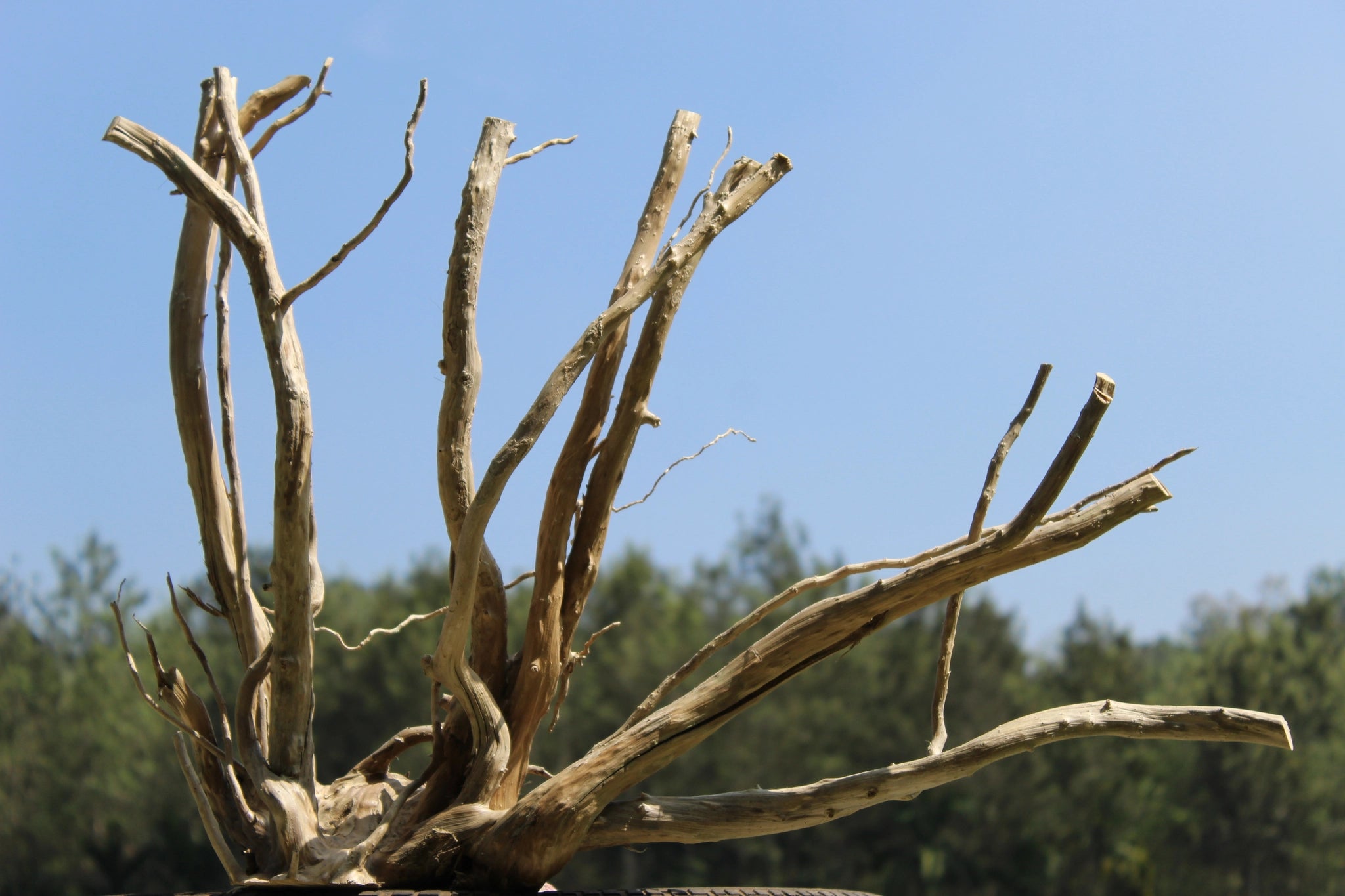 Towering Spiderwood driftwood sculpture measuring 30x24 inches, featuring tall, elegant branches and a sturdy base. Perfect for aquariums, terrariums, and decor.

