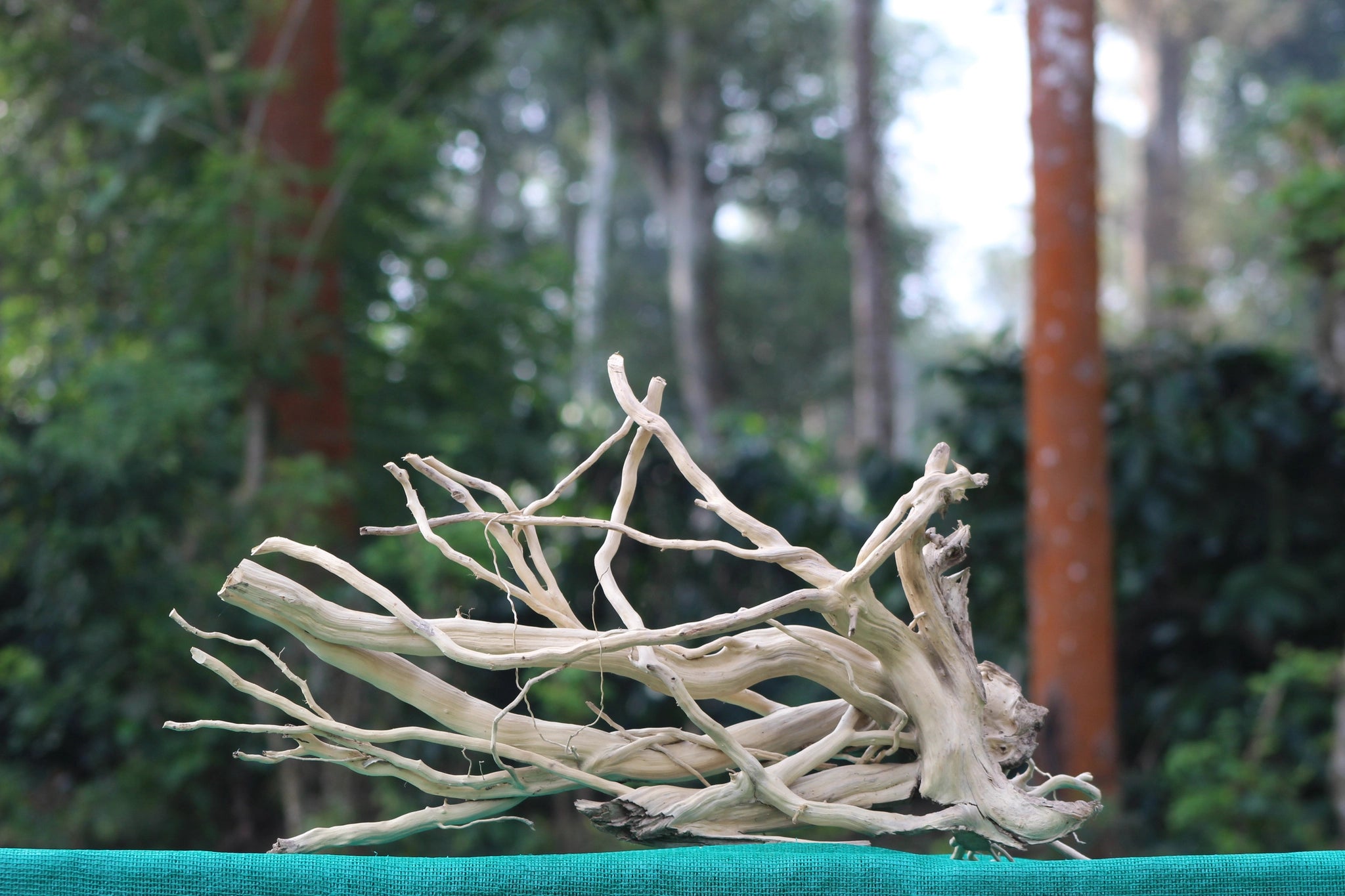 Unique Spiderwood driftwood sculpture measuring 24x18 inches, showcasing sprawling branches and natural elegance. Perfect for aquariums, terrariums, and decor.

